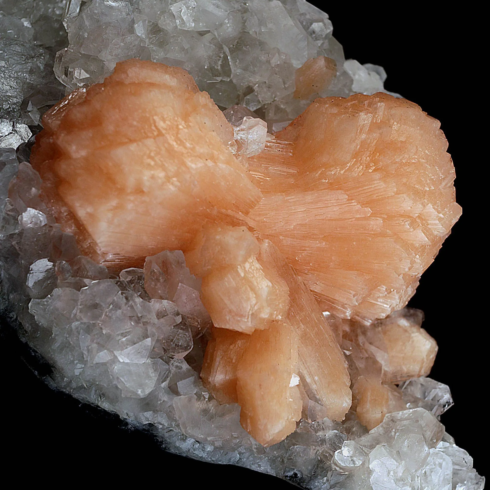 Stilbite Bow Shape on Gemmy Apophyllite Natural Mineral Specimen - image 2