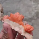 specimen video