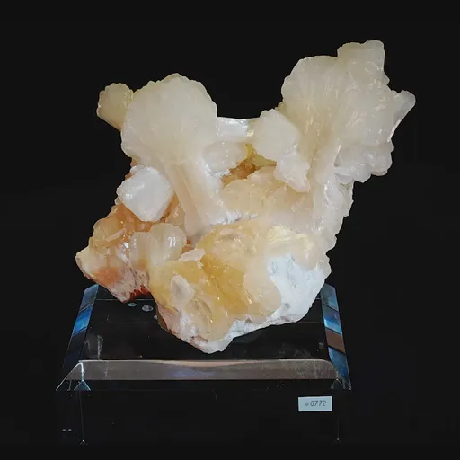 specimen video