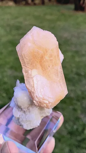specimen video