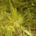 Studtite on Uranophane - image 2