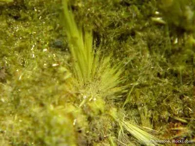 Studtite on Uranophane - image 2