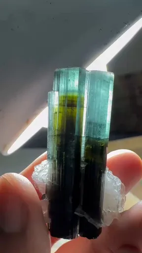 specimen video