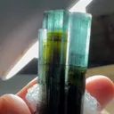 specimen video