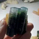 specimen video