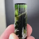 specimen video