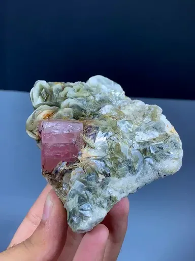 specimen video