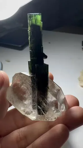 specimen video