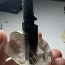 specimen video