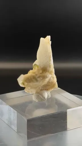 specimen video
