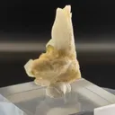 specimen video