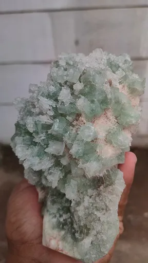specimen video