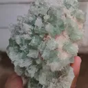 specimen video