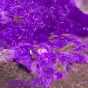 Sugilite is a purple, pink, or occasionally colorless mineral with a… - image 2
