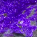 Sugilite is a purple, pink, or occasionally colorless mineral with a… - image 4