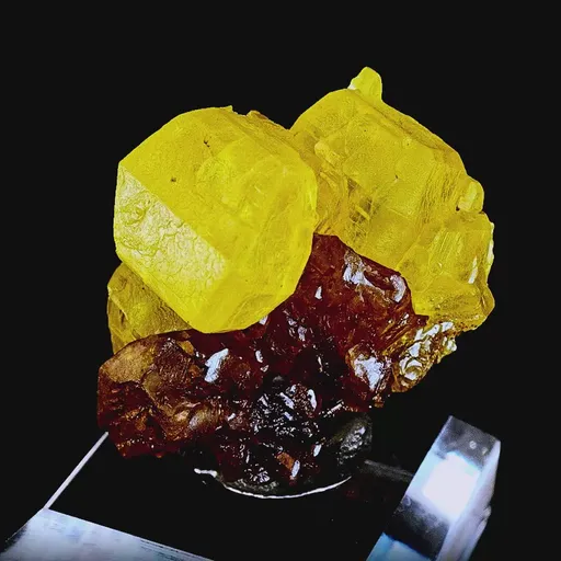 specimen video