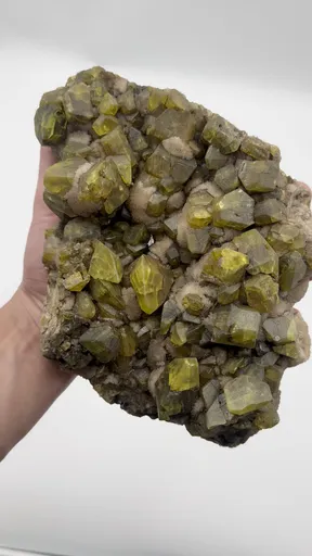 specimen video
