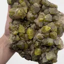 specimen video