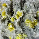 Sulfur from Agrigento Province, Sicily, Italy - image 4