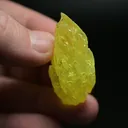specimen video