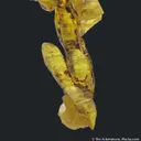 Sulfur with Bitumen - image 4