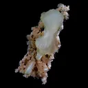 Superb Stilbite Bow-Tie on Heulandite Natural Mineral Specimen Natural Mineral Specimen - image 1