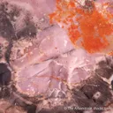 Sussexite with Calcite and Zincite - image 4