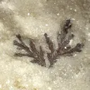 Sylvanite - image 2