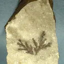 Sylvanite - image 1