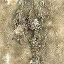 Sylvanite on Quartz - image 3
