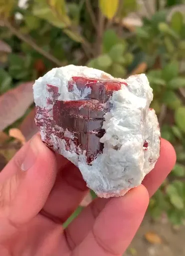 specimen video