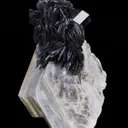 Tantalite on Muscovite with Schorl - image 6