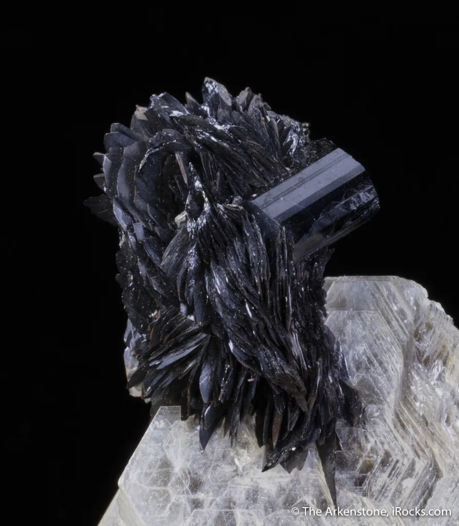 Tantalite on Muscovite with Schorl - image 3