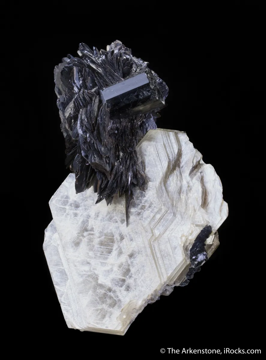 Tantalite on Muscovite with Schorl - image 5