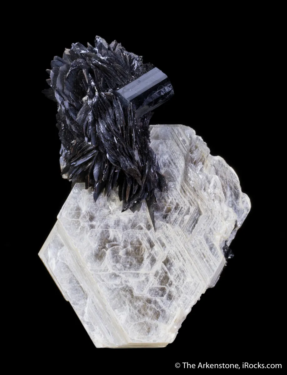 Tantalite on Muscovite with Schorl - image 4