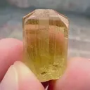 specimen video