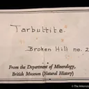 Tarbuttite (Type Locality) (fl) - image 3