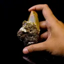 Terminated Calcite New Find Rare Natural Mineral Specimen - image 6