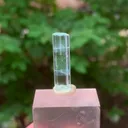 specimen video