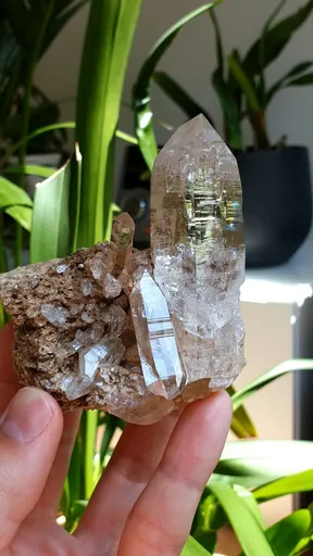 specimen video