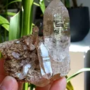 specimen video