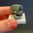 specimen video
