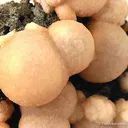 Thomsonite - image 2