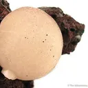 Thomsonite - image 2