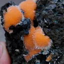 Thomsonite balls on Matrix - image 6