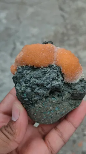 specimen video