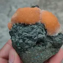 specimen video