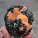 specimen video