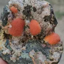specimen video