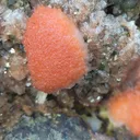 Thomsonite from Deshgaon, Madhya Pradesh, India - image 7